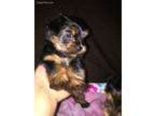 Yorkshire Terrier Puppy for sale in Fallbrook, CA, USA