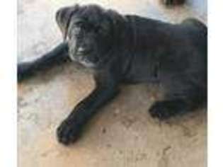 Cane Corso Puppy for sale in Redding, CA, USA