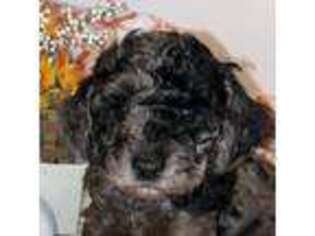 Labradoodle Puppy for sale in Midland, MI, USA