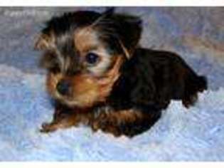 Yorkshire Terrier Puppy for sale in Center City, MN, USA