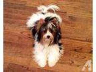 Biewer Terrier Puppy for sale in COLUMBUS, GA, USA