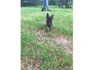 Belgian Malinois Puppy for sale in Magnolia, TX, USA