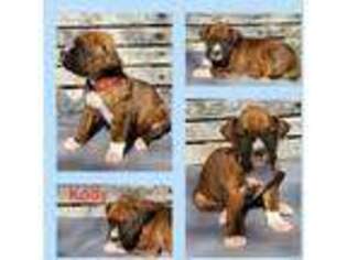 Boxer Puppy for sale in Jetersville, VA, USA