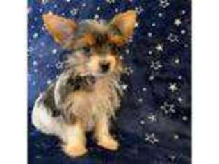 Yorkshire Terrier Puppy for sale in Rio Rancho, NM, USA