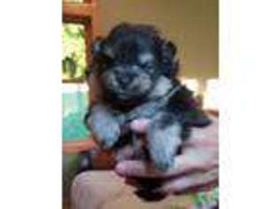 Pomeranian Puppy for sale in Lone Rock, WI, USA