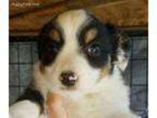 Miniature Australian Shepherd Puppy for sale in Los Angeles, CA, USA