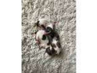 Papillon Puppy for sale in Adair, OK, USA
