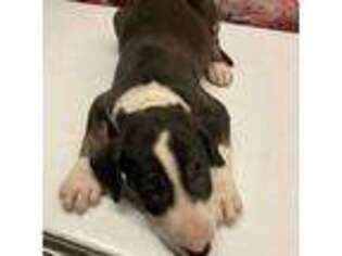 Bull Terrier Puppy for sale in Baltimore, MD, USA