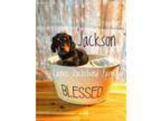 Dachshund Puppy for sale in Hamilton, OH, USA