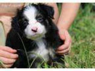 Australian Shepherd Puppy for sale in Norman, IN, USA