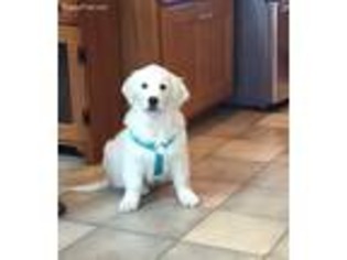 Mutt Puppy for sale in Mason City, IL, USA