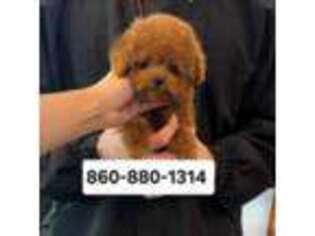 Mutt Puppy for sale in Groton, CT, USA