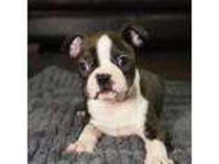 Boston Terrier Puppy for sale in Sugar Land, TX, USA