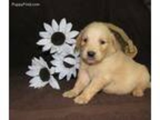 Golden Retriever Puppy for sale in Thomasville, NC, USA