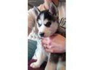 Siberian Husky Puppy for sale in High Ridge, MO, USA