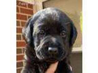 Labrador Retriever Puppy for sale in Hickory, NC, USA