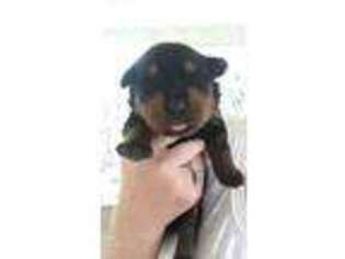 Rottweiler Puppy for sale in Logan, WV, USA