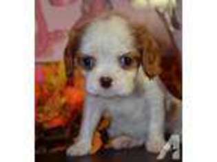 Cavalier King Charles Spaniel Puppy for sale in ARAB, AL, USA