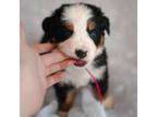 Bernese Mountain Dog Puppy for sale in Boring, OR, USA