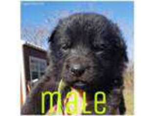 German Shepherd Dog Puppy for sale in Wilmer, AL, USA