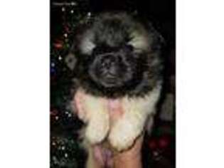 Akita Puppy for sale in Benton, PA, USA