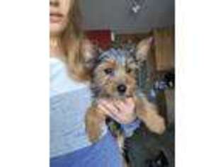 Yorkshire Terrier Puppy for sale in Romeoville, IL, USA