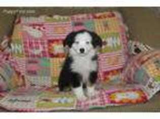 Miniature Australian Shepherd Puppy for sale in Fresno, OH, USA
