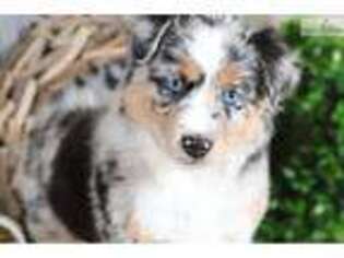Australian Shepherd Puppy for sale in Columbus, OH, USA