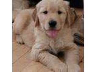 Golden Retriever Puppy for sale in Lewisville, NC, USA