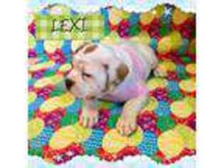 Olde English Bulldogge Puppy for sale in Voorhees, NJ, USA
