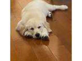 Golden Retriever Puppy for sale in Queens Village, NY, USA