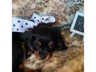 Cavalier King Charles Spaniel Puppy for sale in Abilene, TX, USA