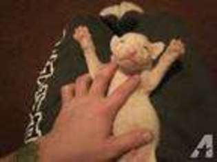 Bull Terrier Puppy for sale in BASSETT, VA, USA