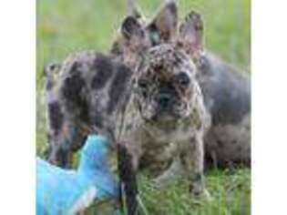 French Bulldog Puppy for sale in Wheaton, MO, USA