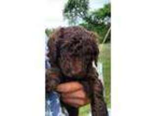 Mutt Puppy for sale in Mc Grath, MN, USA