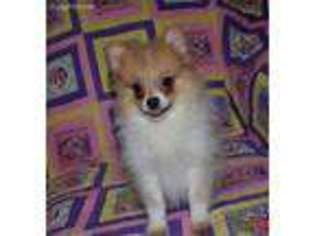 Pomeranian Puppy for sale in Waverly, KS, USA