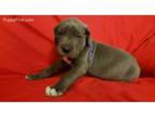 Great Dane Puppy for sale in Cincinnati, OH, USA