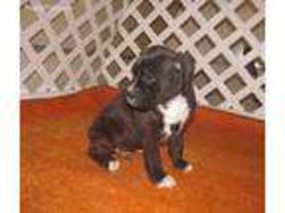 Boxer Puppy for sale in Rattan, OK, USA