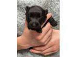 Scottish Terrier Puppy for sale in Hodges, SC, USA
