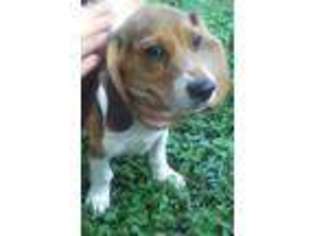 Beagle Puppy for sale in Ocala, FL, USA