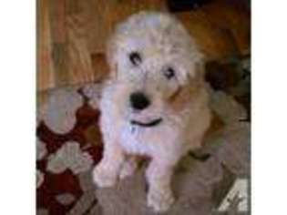 Goldendoodle Puppy for sale in ROCKLIN, CA, USA