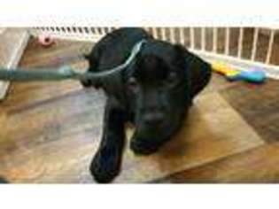 Labrador Retriever Puppy for sale in Bangor, ME, USA