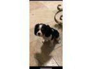 Cavalier King Charles Spaniel Puppy for sale in Titusville, FL, USA