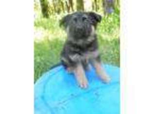 German Shepherd Dog Puppy for sale in Mexia, TX, USA