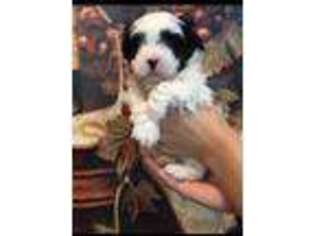 Mal-Shi Puppy for sale in Sarasota, FL, USA