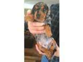 Dachshund Puppy for sale in Brookings, SD, USA