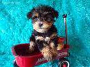 Mutt Puppy for sale in Archer City, TX, USA