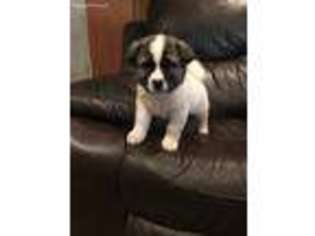 Akita Puppy for sale in Carlton, GA, USA