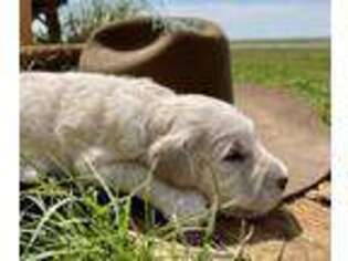 Goldendoodle Puppy for sale in Pueblo, CO, USA