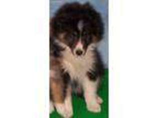 Shetland Sheepdog Puppy for sale in Coopersburg, PA, USA